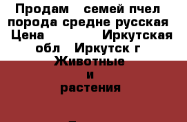 Продам 5 семей пчел, порода средне-русская › Цена ­ 12 000 - Иркутская обл., Иркутск г. Животные и растения » Другие животные   . Иркутская обл.,Иркутск г.